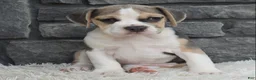 Beabull dogs for sale: Tessa  - Ad 3
