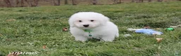 Bichon Frise dogs for sale: Rory - Ad 18