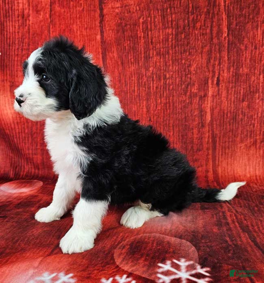 Mini Sheepadoodle dogs for sale: Coal - Ad 3