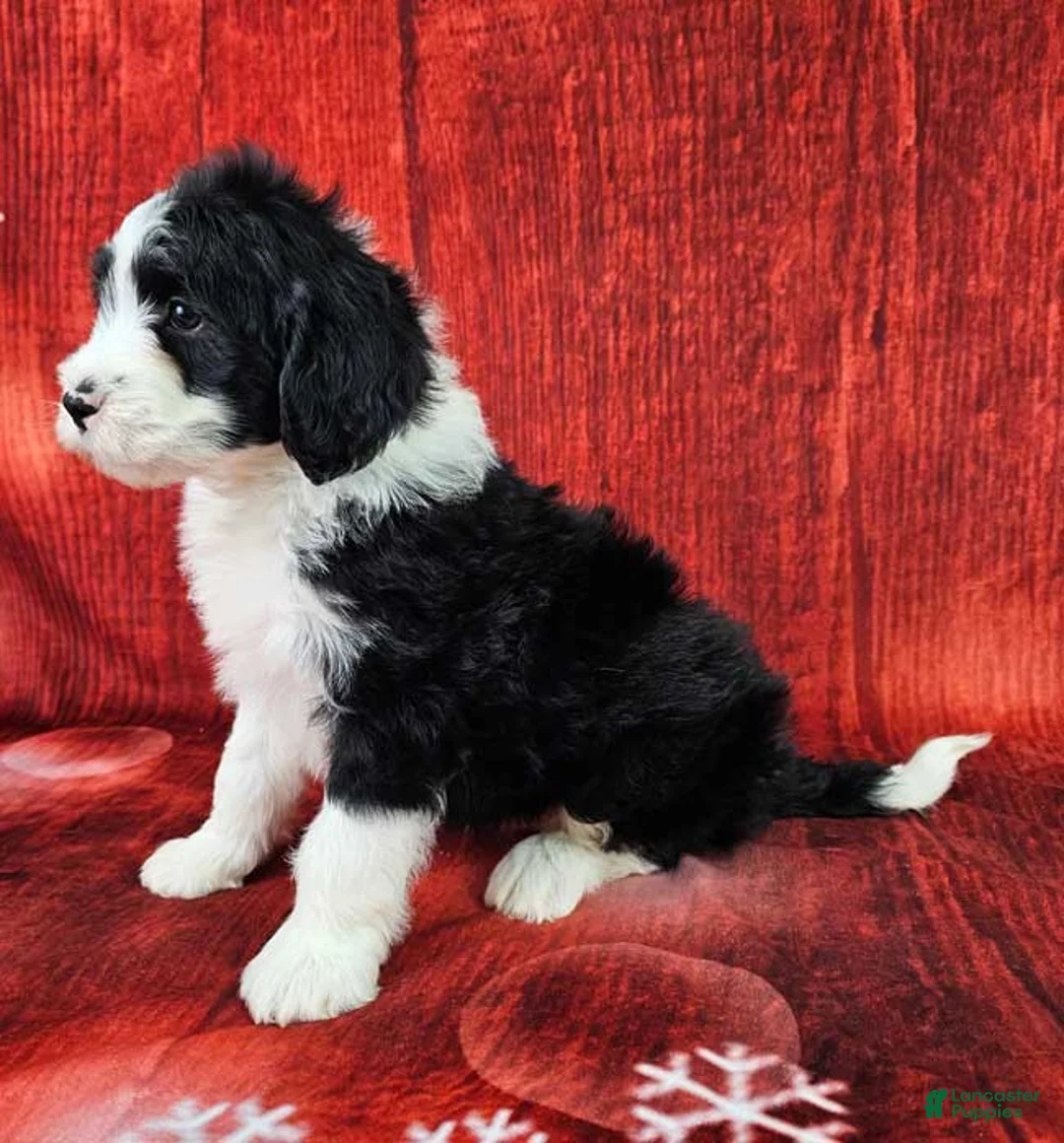 Mini Sheepadoodle dogs for sale: Coal - Ad 3