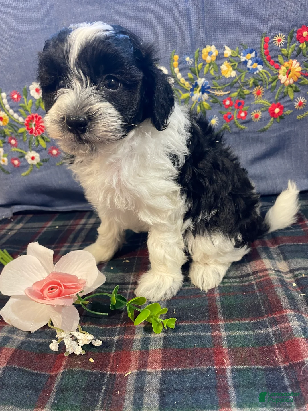 Havapoo dogs for sale: Blaze - Ad 2