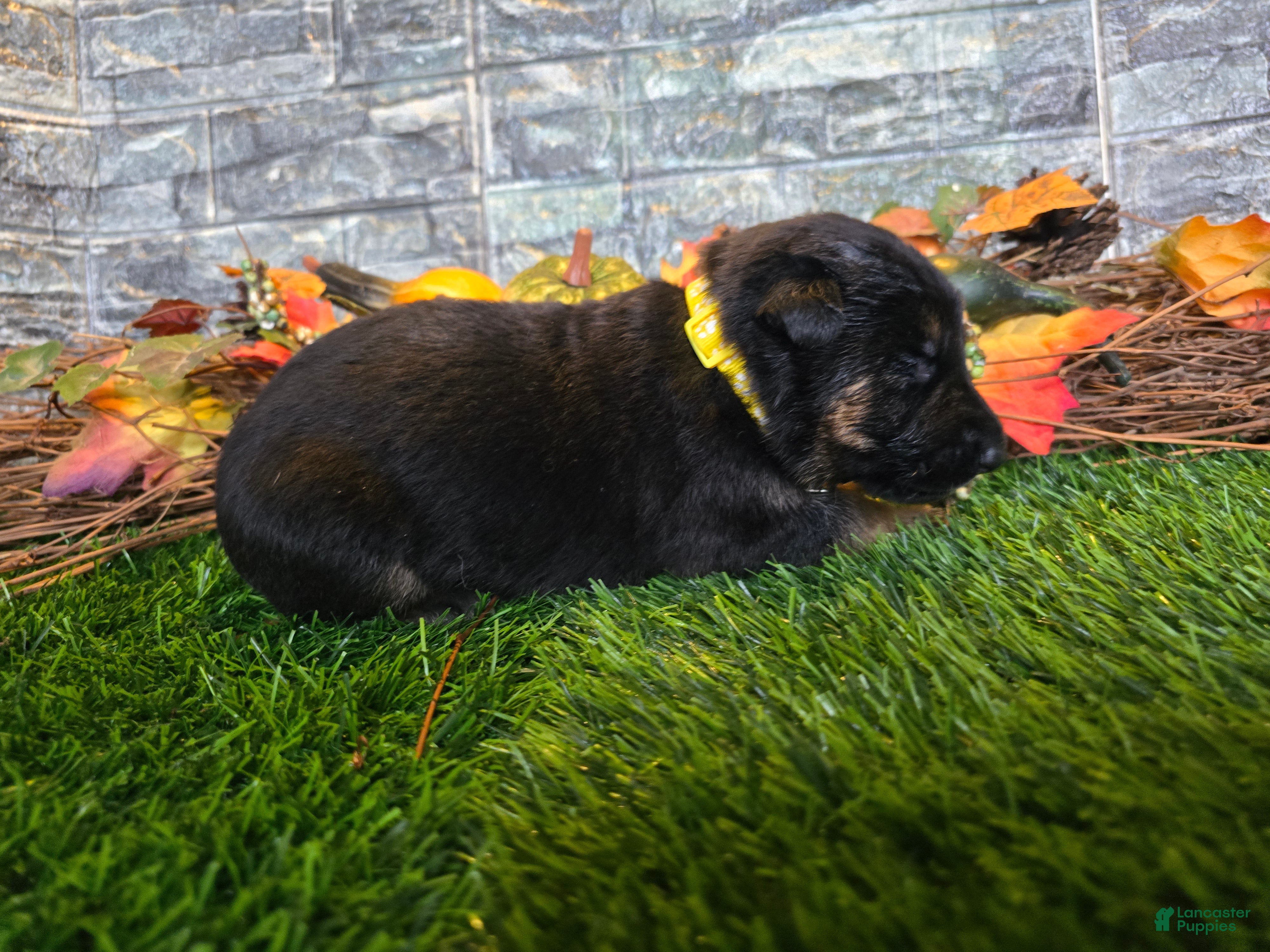 German Shepherd dogs German Shepherd 5 - Ad 2