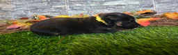 German Shepherd dogs for sale: German Shepherd 5 - Ad 2