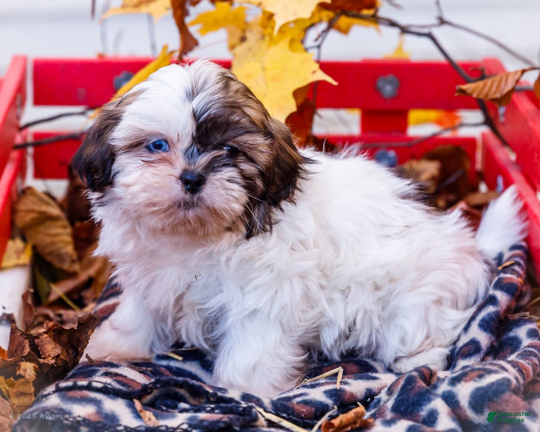 Shih Tzu dogs for sale: Lanelle - Ad 7