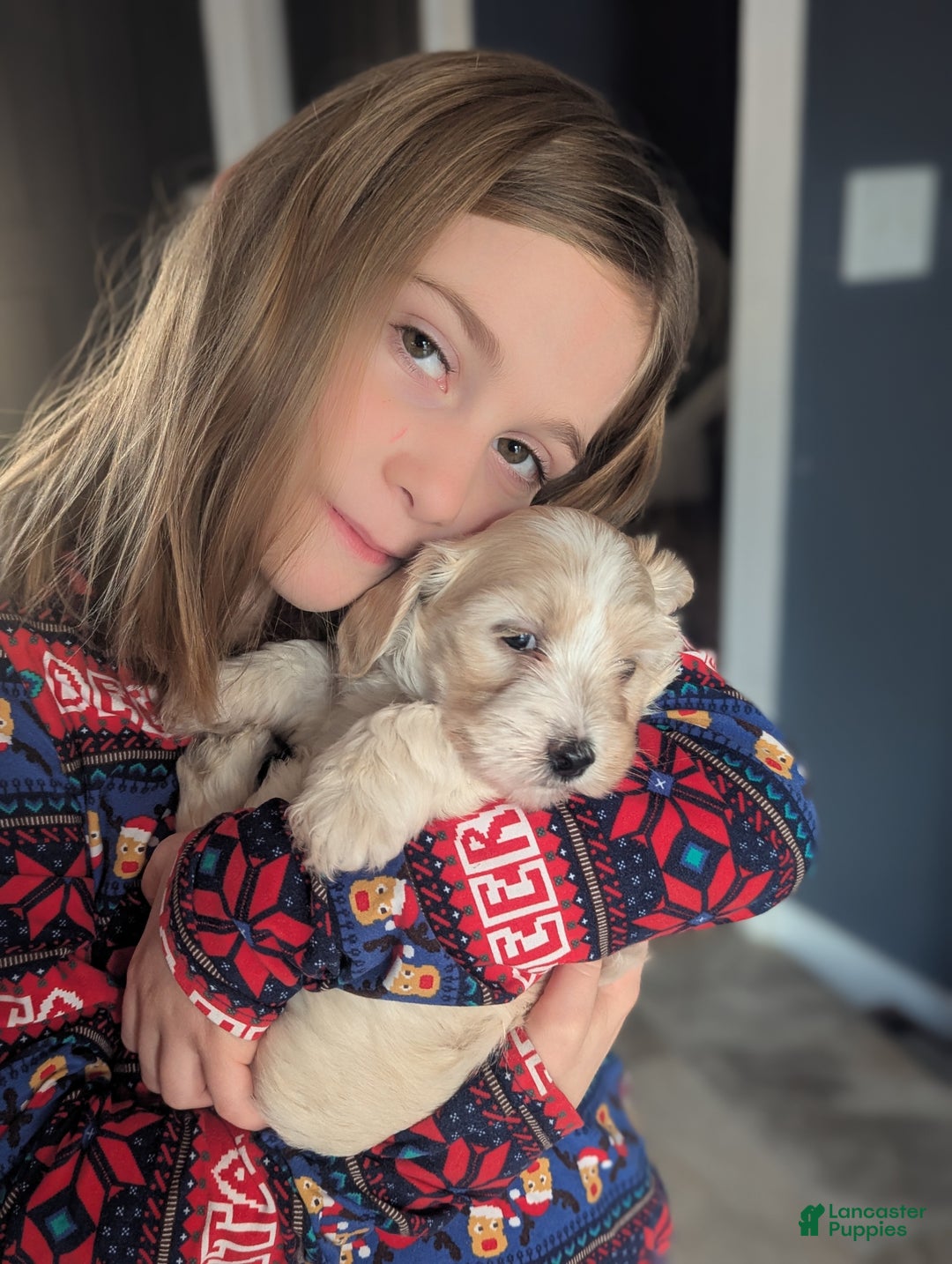 Mixed Breed dogs for sale: Rocket - Ad 13