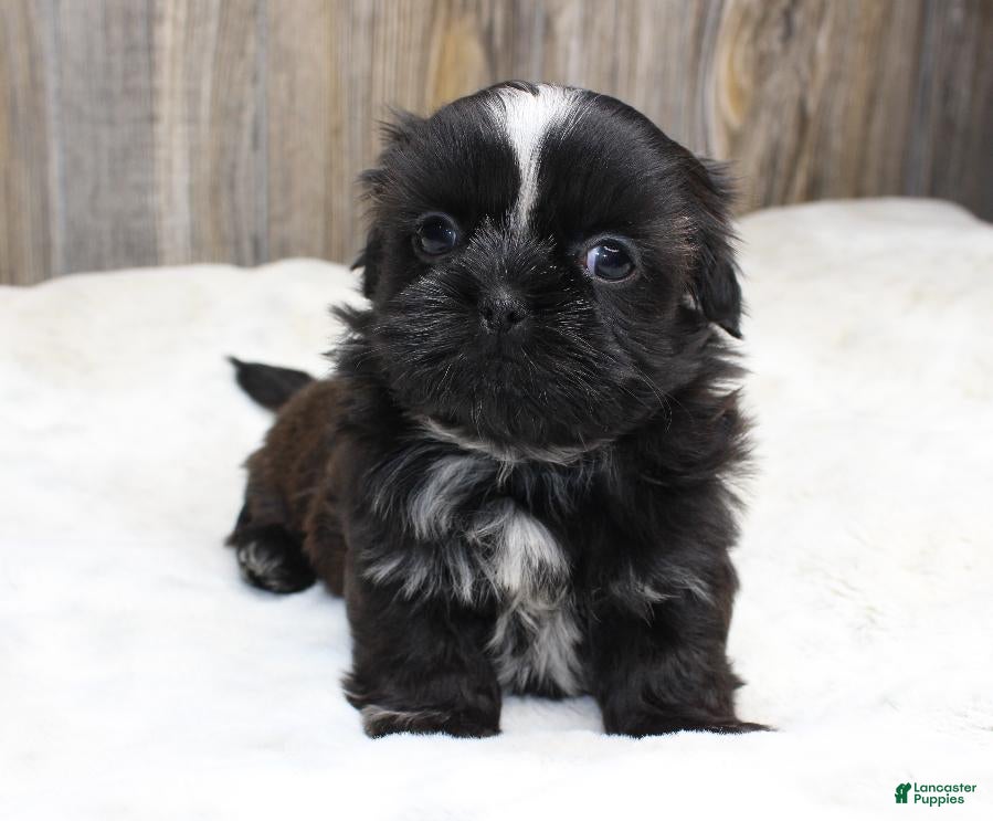 Shih Tzu dogs for sale: Lexi - Ad 6