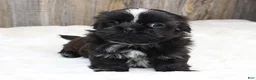 Shih Tzu dogs for sale: Lexi - Ad 1
