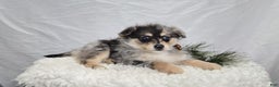 Pomapoo dogs for sale: Levi - Ad 1