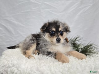 Pomapoo dogs Levi - Ad 19