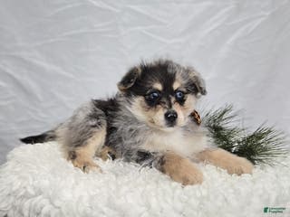 Pomapoo dogs Levi - Ad 28