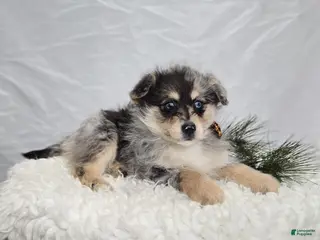 Pomapoo dogs Levi - Ad 15