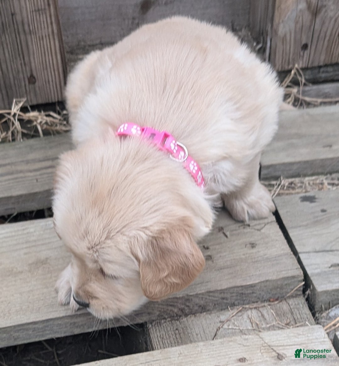 Golden Retriever dogs for sale: Mimi - Ad 12