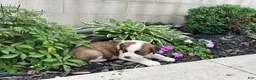 Saint Bernard dogs for sale: Saint Bernard 2 - Ad 3
