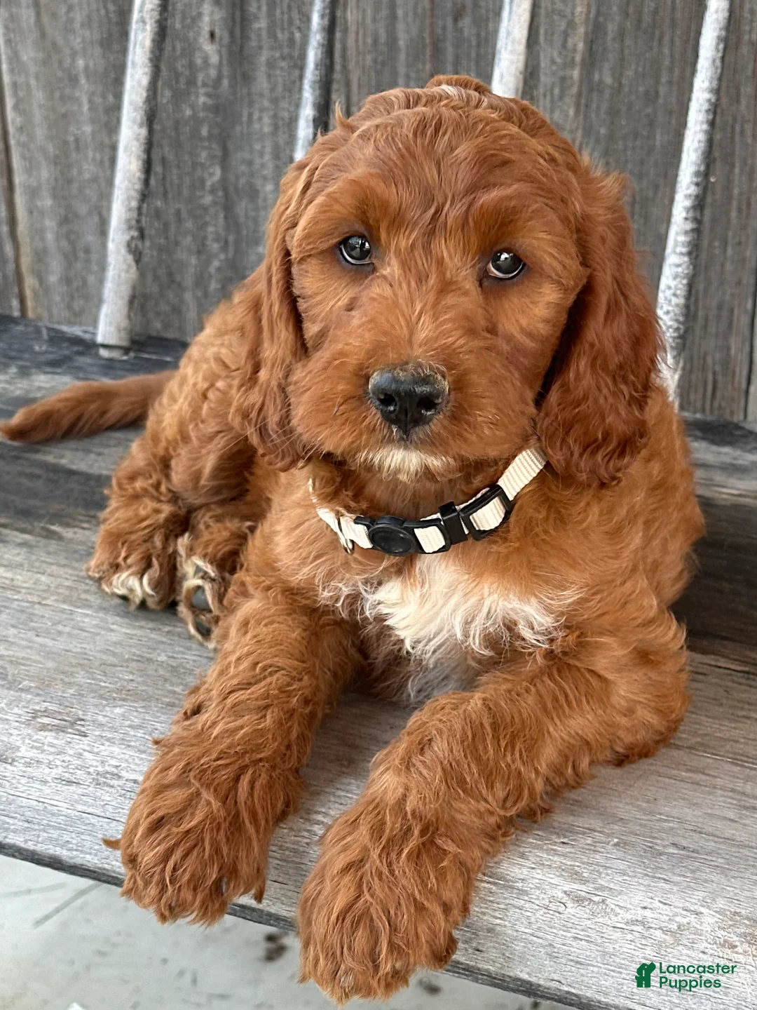 Irish Doodle dogs for sale: Juniper - Ad 2