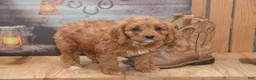 Cavapoo dogs for sale: Lassie - Ad 5