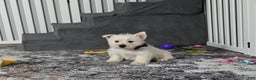 West Highland Terrier dogs for sale: Polky - Ad 3