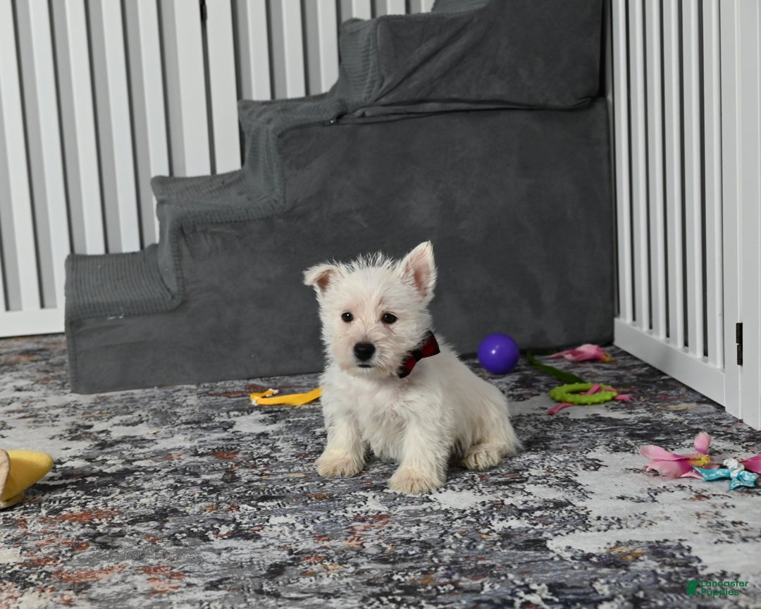 West Highland Terrier dogs for sale: Polky - Ad 3