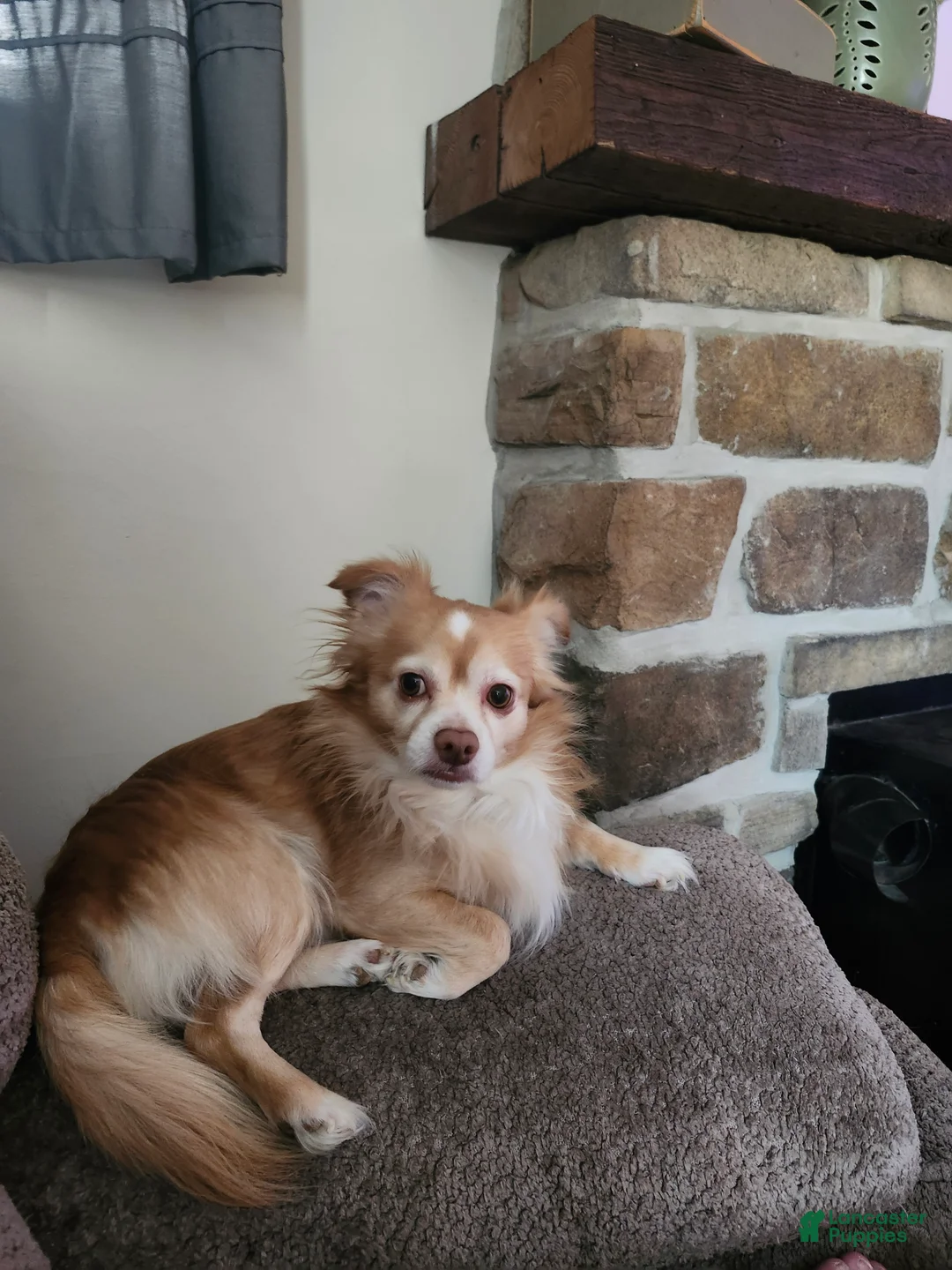 Chihuahua dogs for sale: Chihuahua Puppy 1 - Ad 3