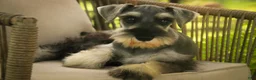 Miniature Schnauzer dogs for sale: Qeleigh Miniature Schnauzer (crate and leash Trained) - Ad 8