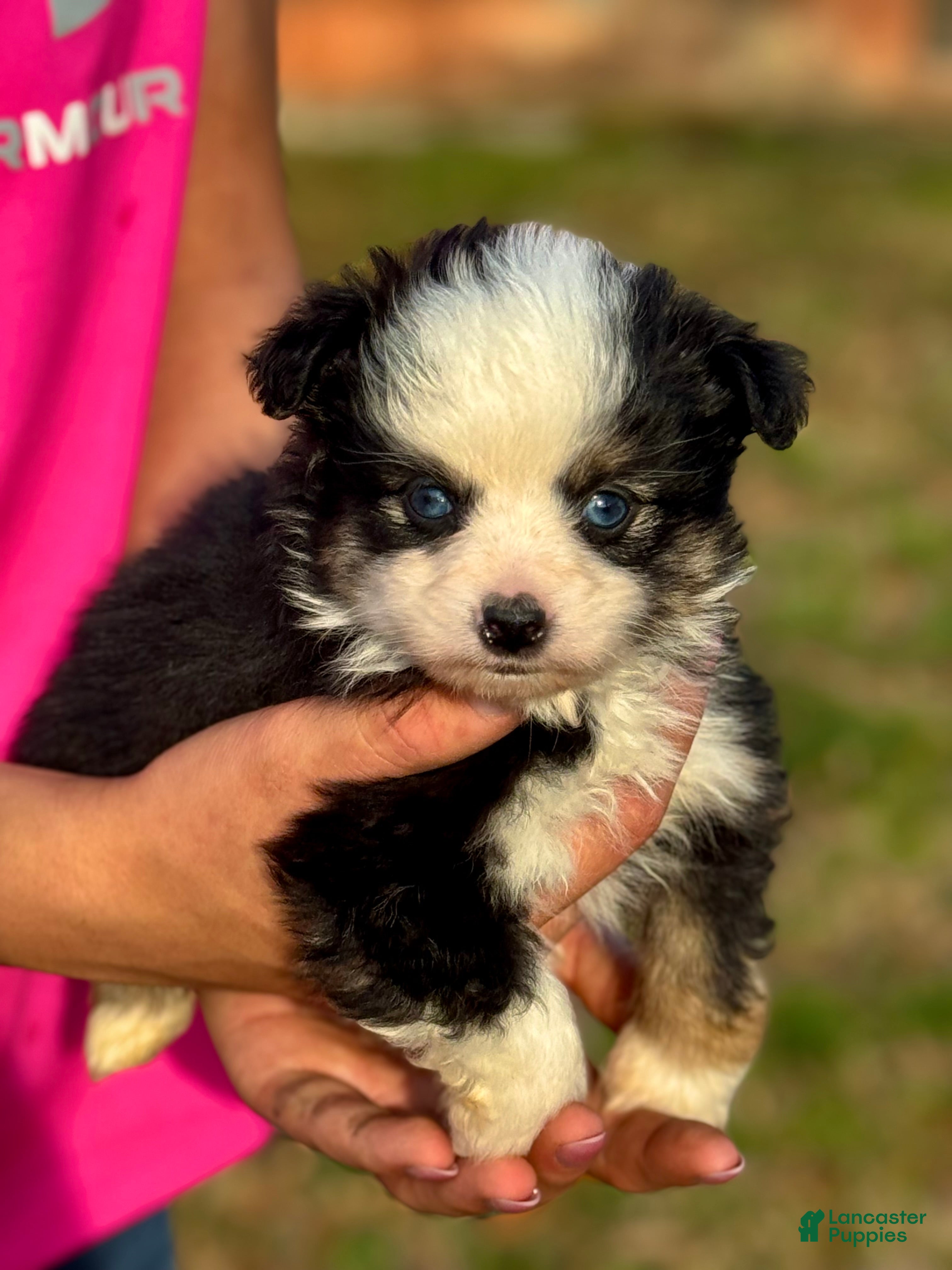 Toy Australian Shepherd dogs Betty - Ad 5