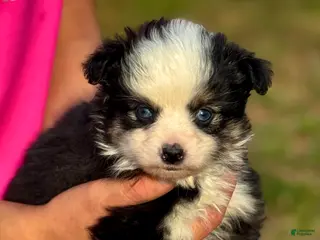 Toy Australian Shepherd dogs Betty - Ad 5