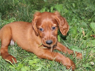 Mixed Breed dogs - Ad 17