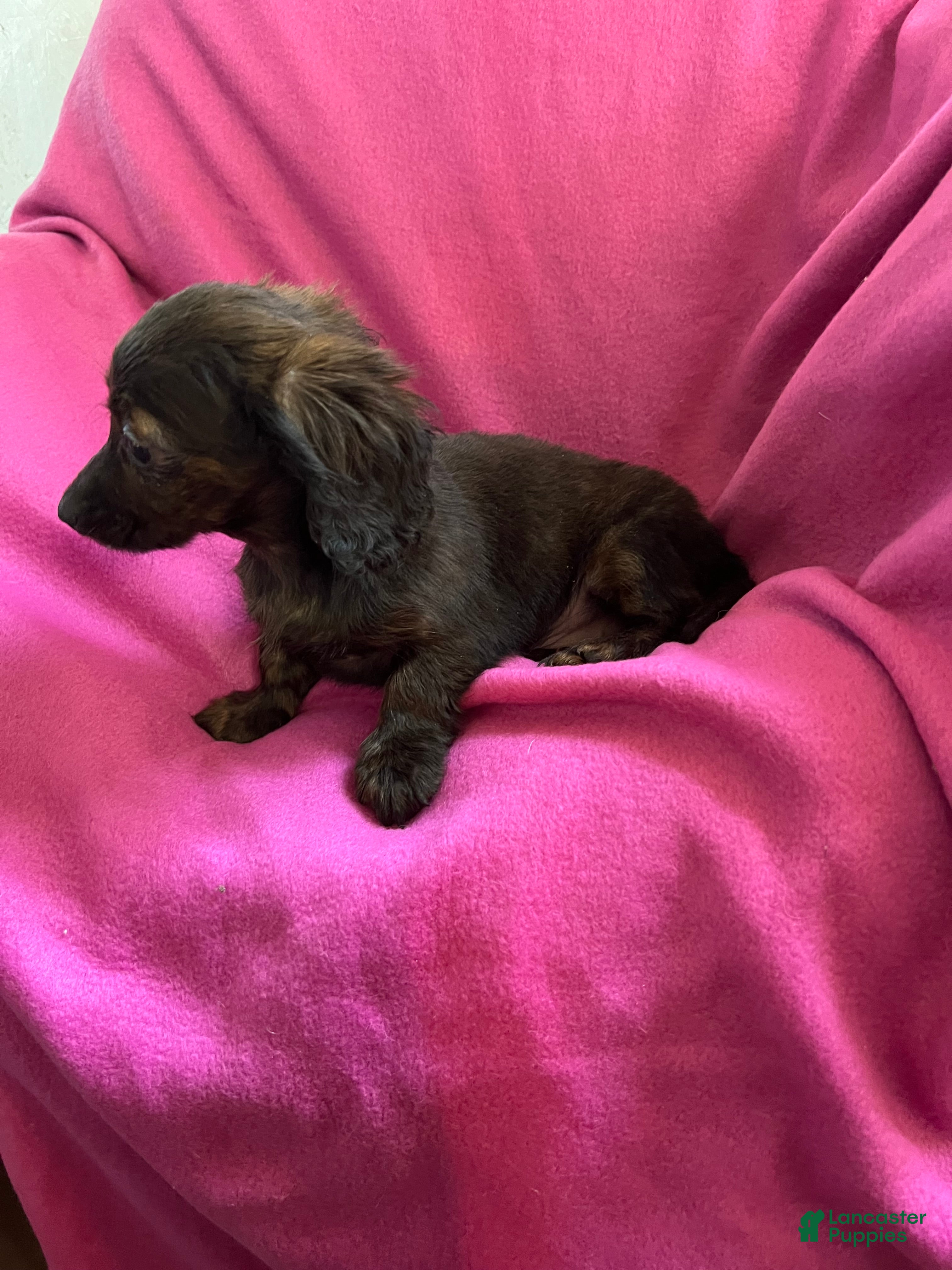 Dachshund dogs Debbie - Ad 2