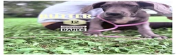 Great Dane dogs for sale: Butter - Ad 9