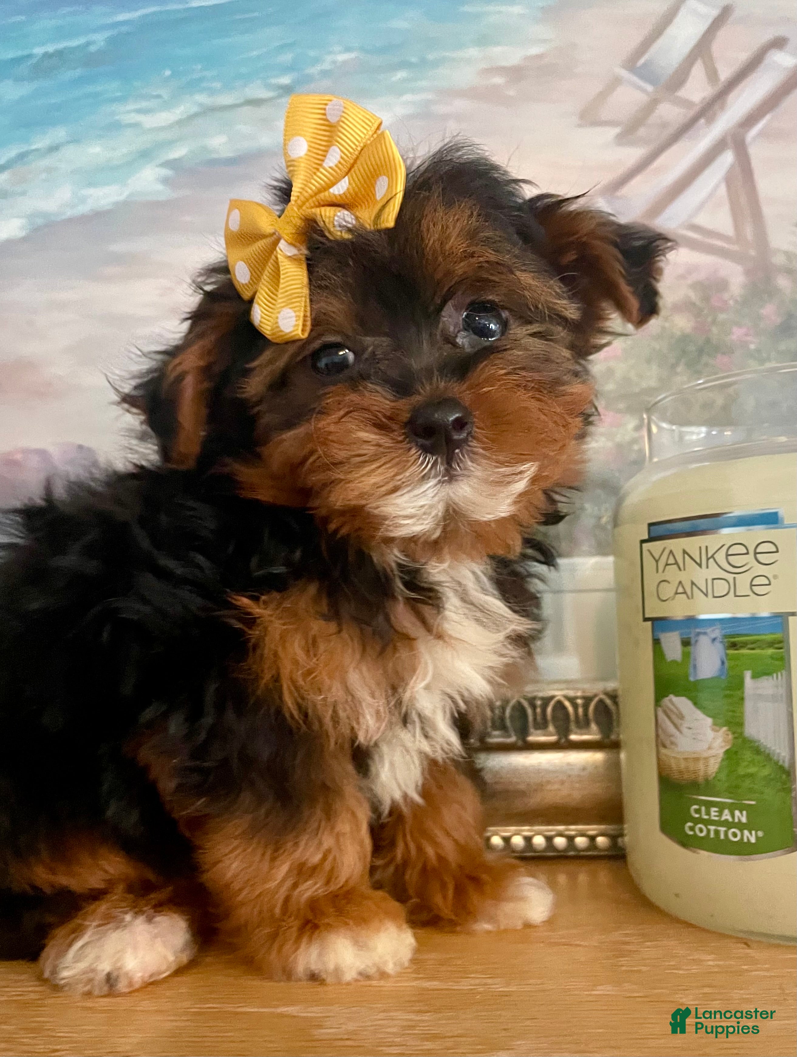 Morkie dogs Teacup Talia - Ad 2