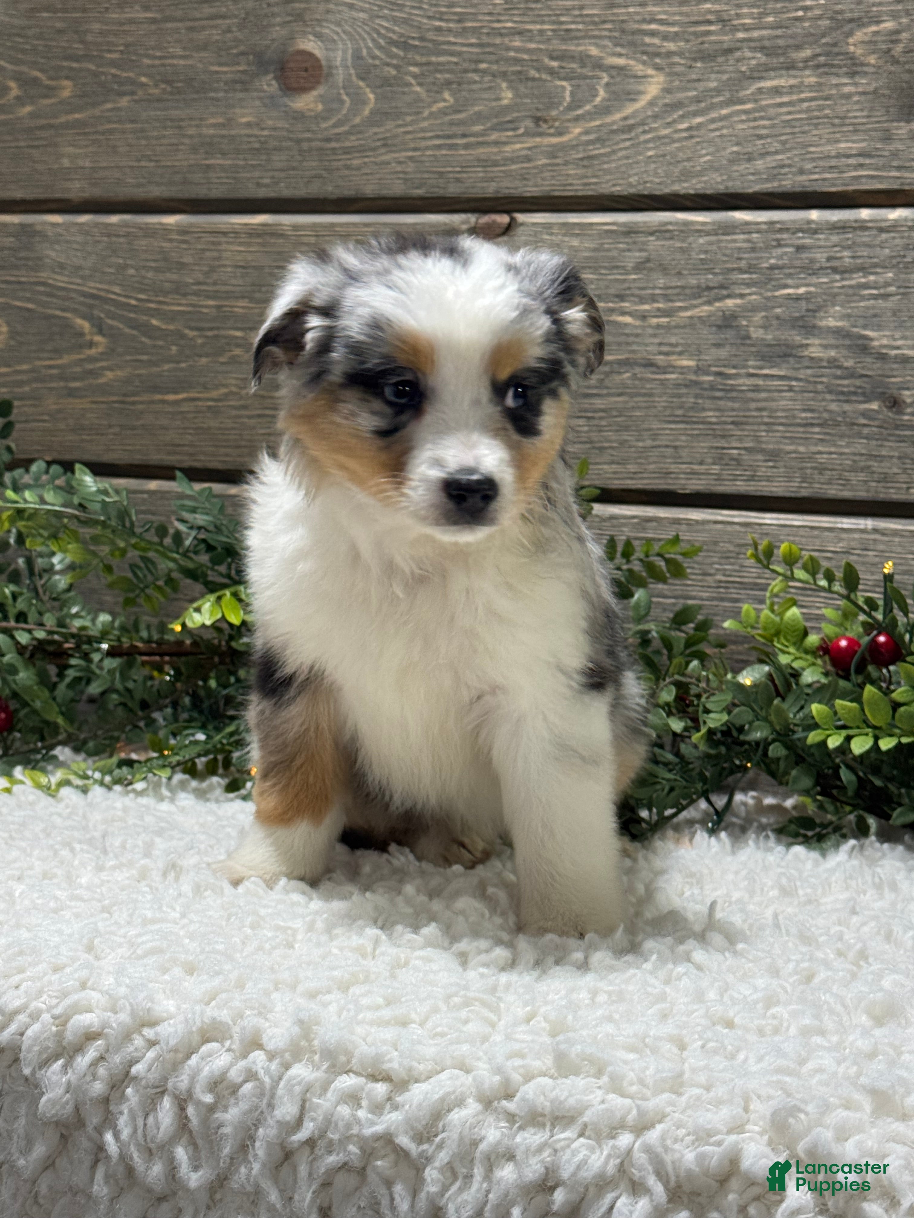 Australian Shepherd dogs Ellie - Ad 2