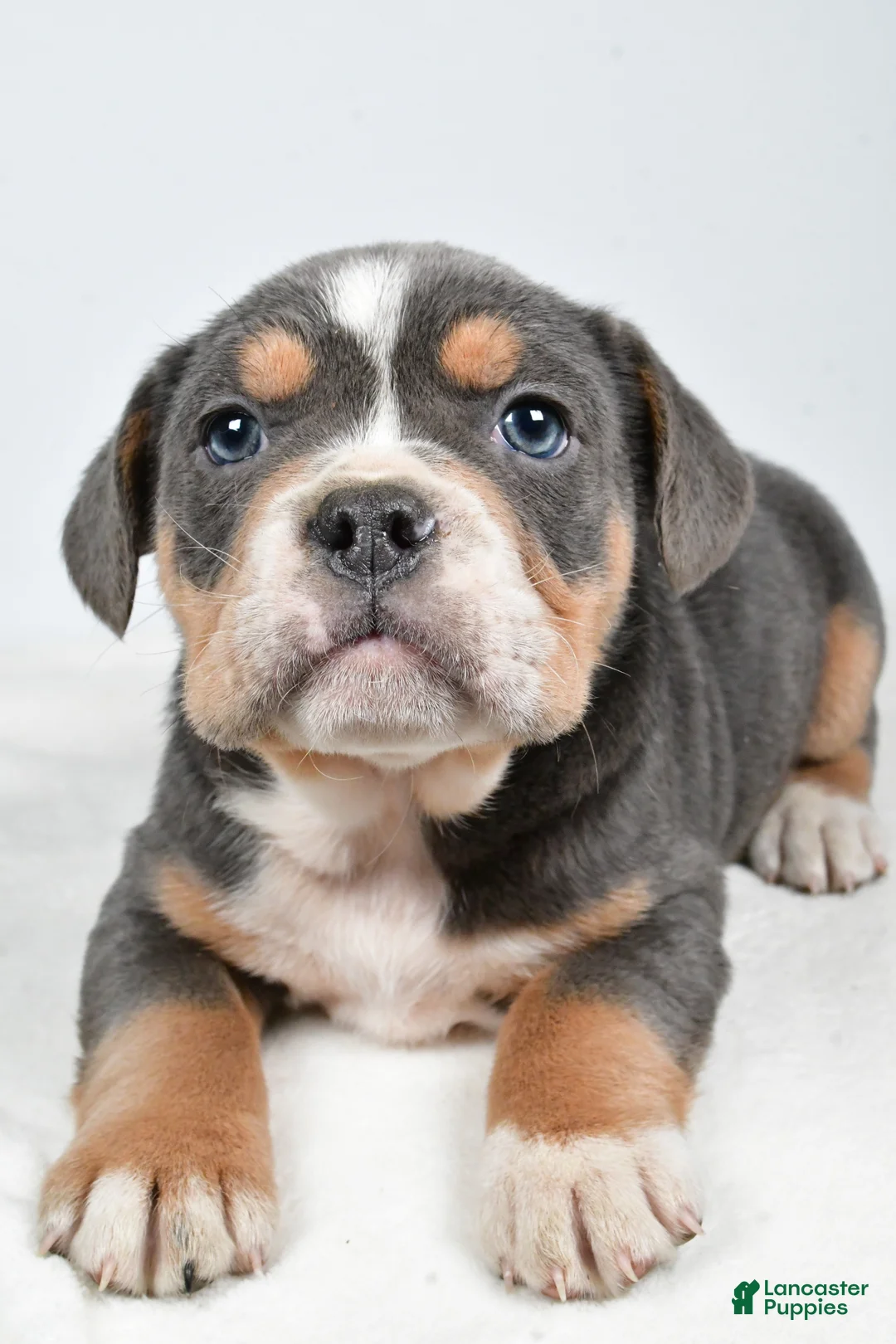 Beabull dogs for sale: Carter - Ad 7