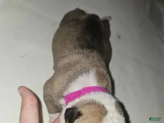 American Bulldog dogs American Bulldog Puppy 5 - Ad 9