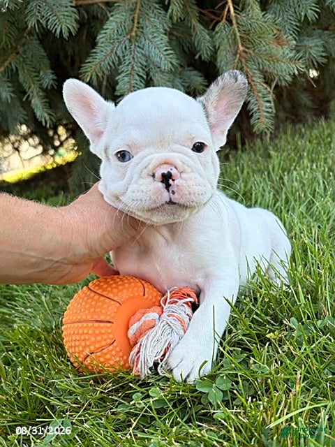 French Bulldog dogs Leo - Ad 2