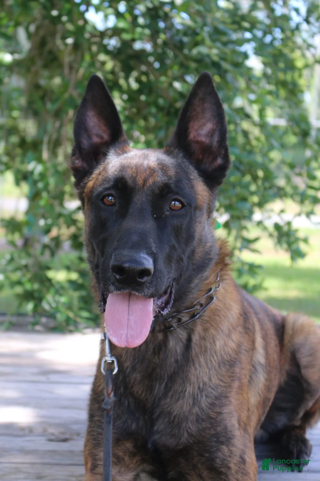 Mixed Breed dogs for sale: Mixed Breed Puppy 3 - Ad 4