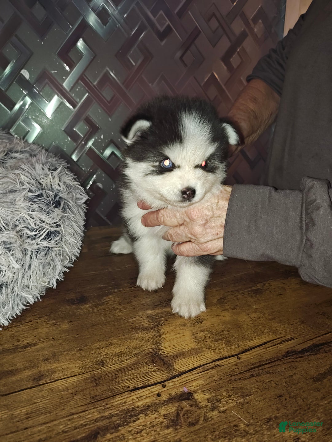Pomsky dogs for sale: Pomsky Puppy 1 - Ad 2