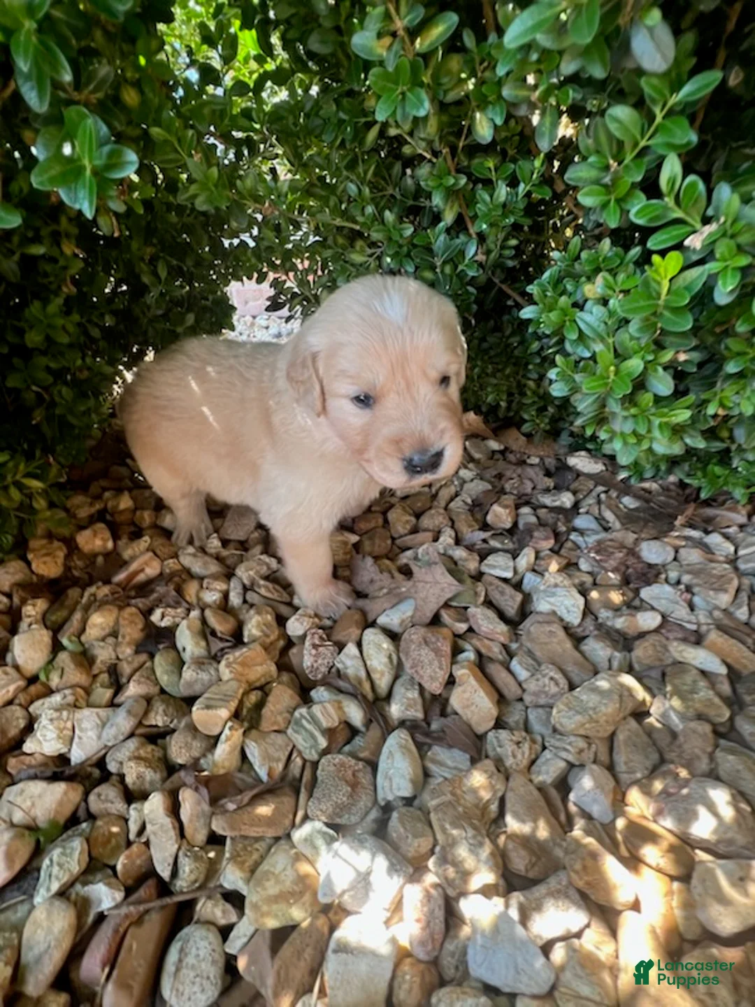 Golden Retriever dogs for sale: Ethan - Ad 3