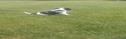 Mixed Breed dogs for sale: Rory - Ad 9