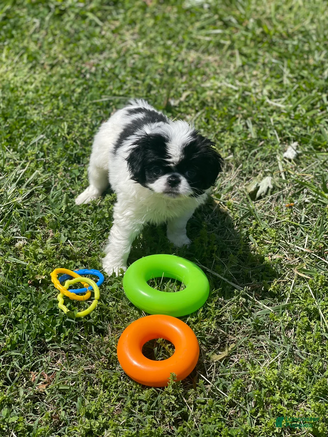 Japanese Chin dogs for sale: Japanese Chin Puppy 11 - Ad 2
