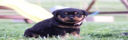 Rottweiler dogs for sale: Rita - Ad 5
