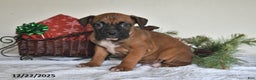 Boxer dogs for sale: Banjo - Ad 1