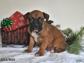 Boxer dogs Banjo - Ad 11