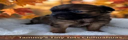 Chihuahua dogs for sale: Chihuahua 1 - Ad 5