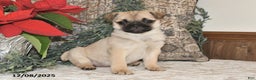 Mixed Breed dogs for sale: Snowflake - Ad 5