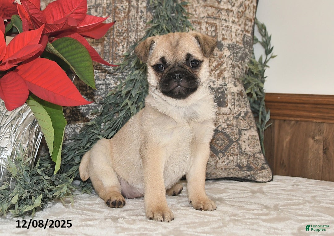 Mixed Breed dogs for sale: Snowflake - Ad 5