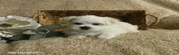 Maltese dogs for sale: Ranger - Ad 5