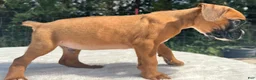 Boxer dogs for sale: Art - Ad 3