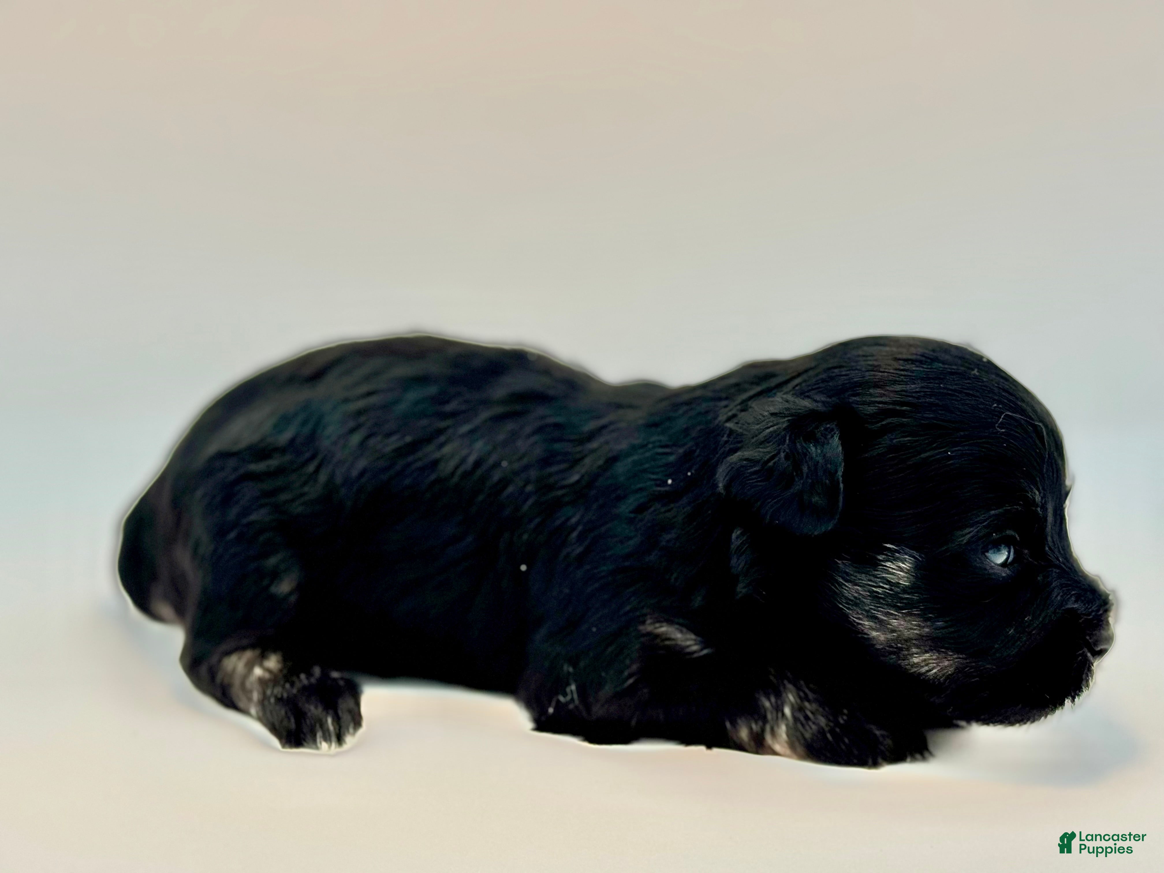 Miniature Schnauzer dogs Bunny - Ad 2