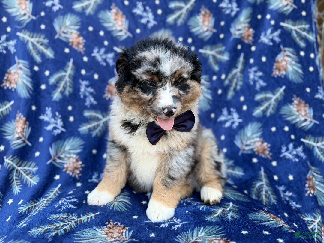 Miniature Australian Shepherd dogs for sale: Taco - Ad 5