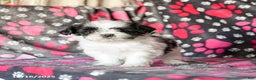 Shih Tzu dogs for sale: Star - Ad 5