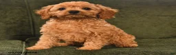 Cavapoo dogs for sale: Indy - Ad 2